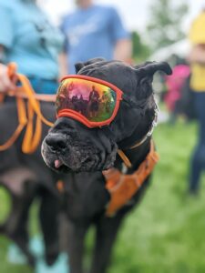 dog in ski goggles